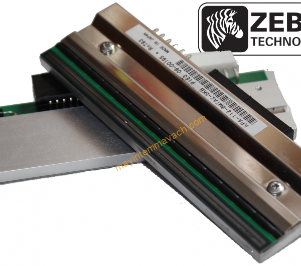 dau-in-ma-vach-zebra